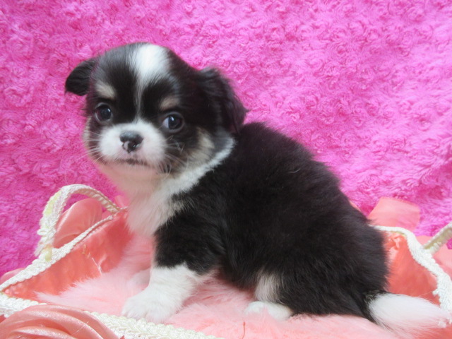 ロング　[No.192]