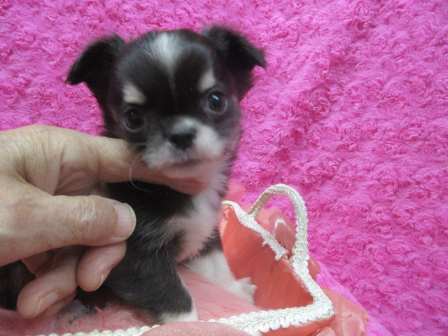 ロング　[No.194]