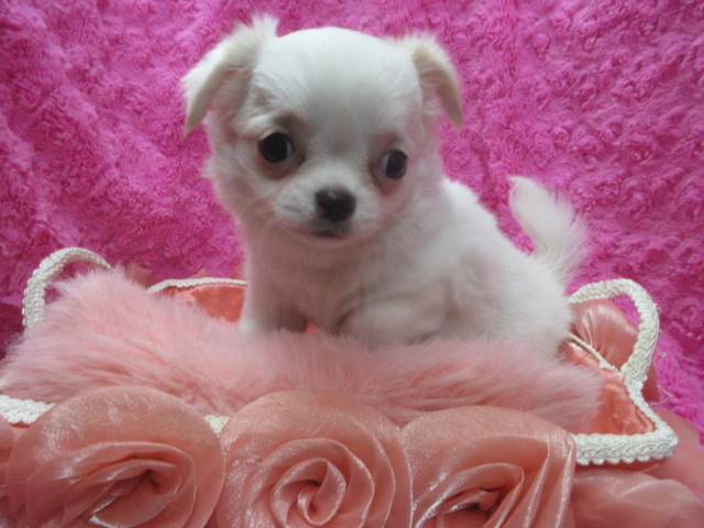 ロング　[No.201]