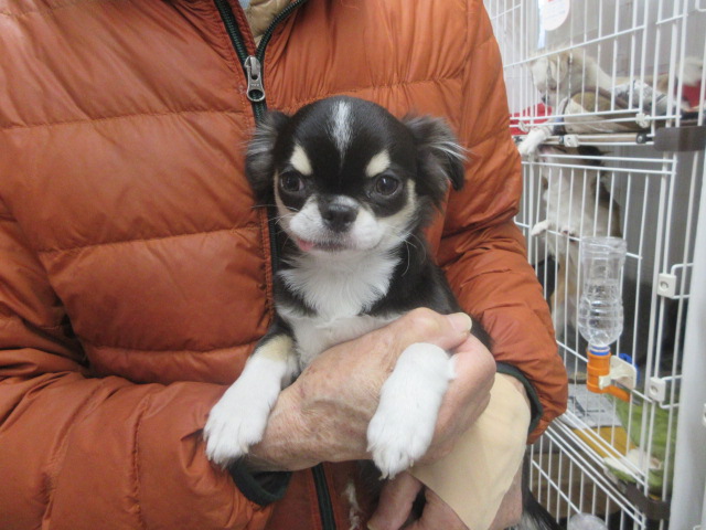 ロング　[No.194]